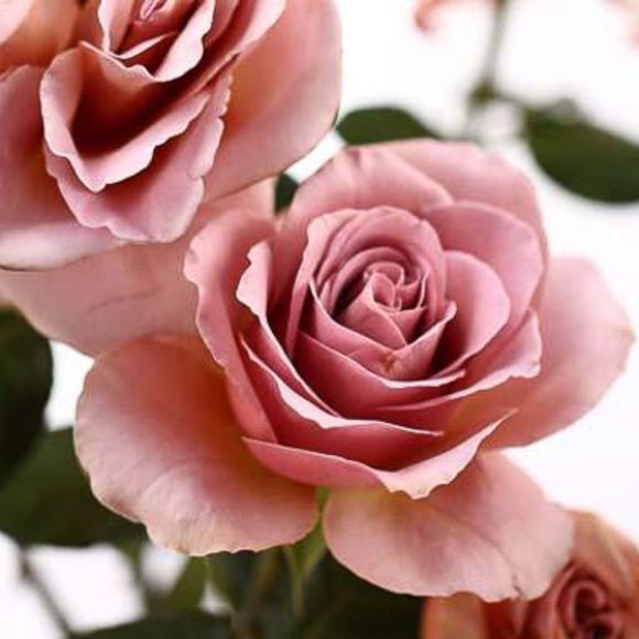 Meet your Posher, Joelle - Picture 2 of 2