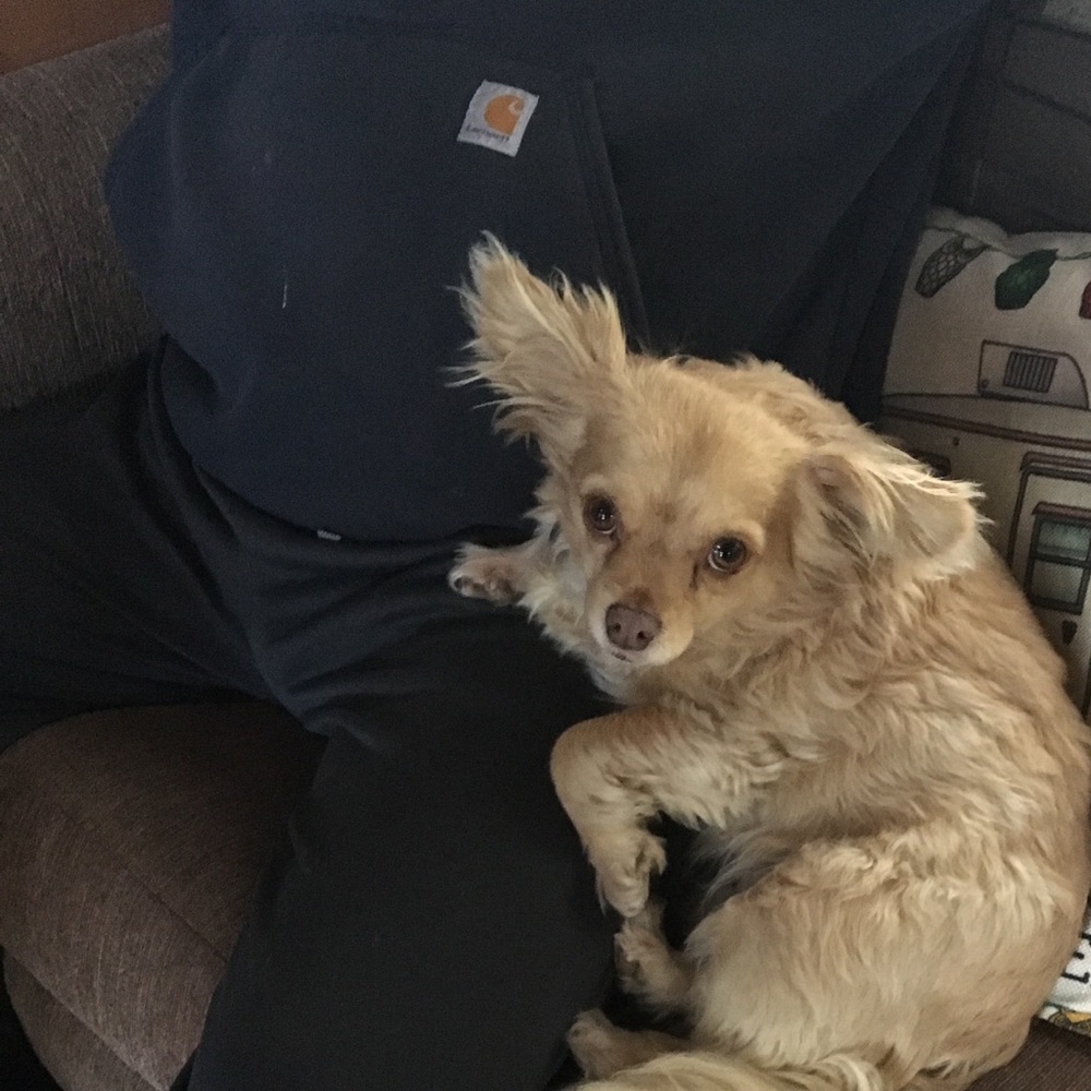 Meet your Posher, Laurie