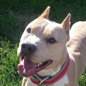 Meet your Posher, Torri