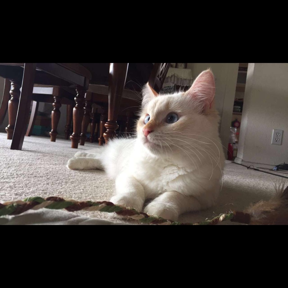 Meet your Posher, Angel