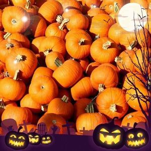 Meet your Posher, Joni