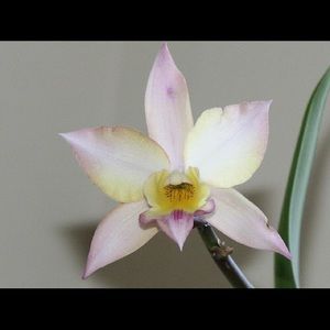 Meet your Posher, Antania