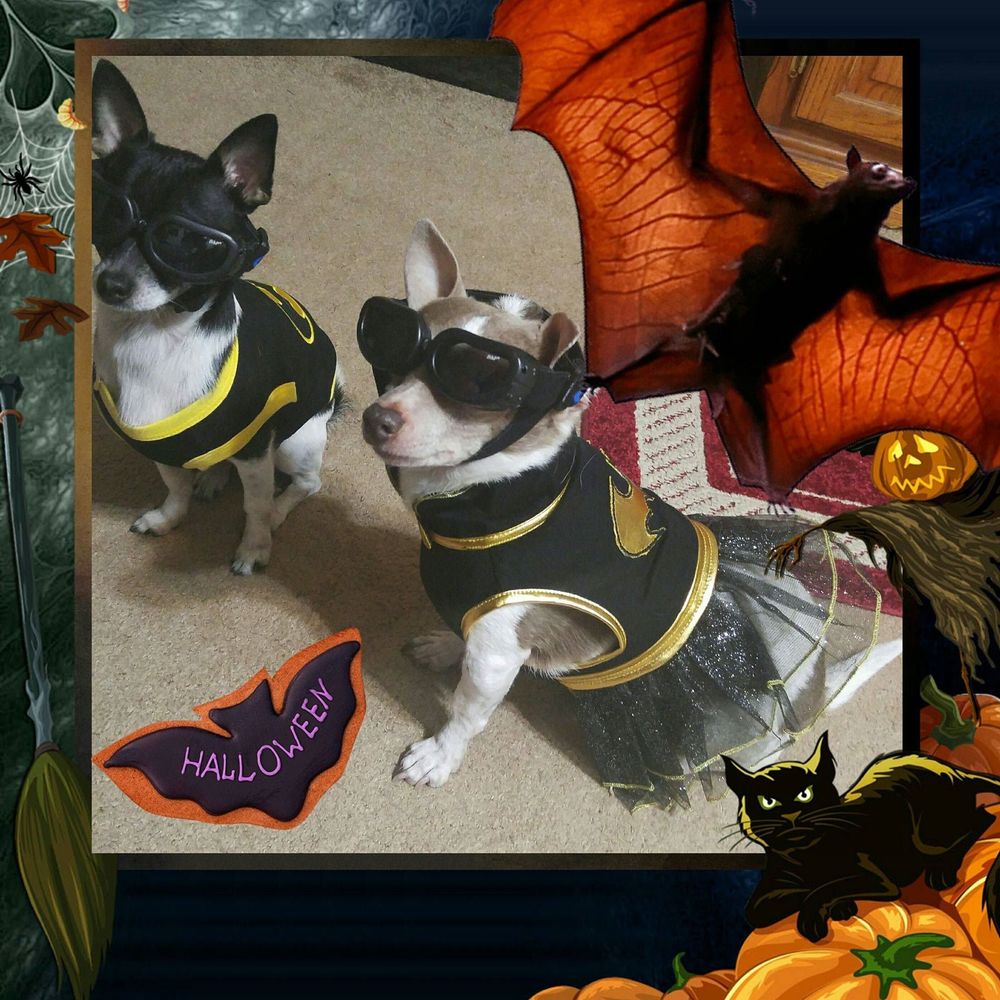 Meet your Posher, Penny