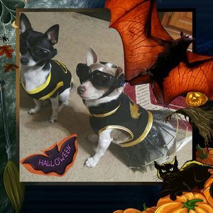 Meet your Posher, Penny