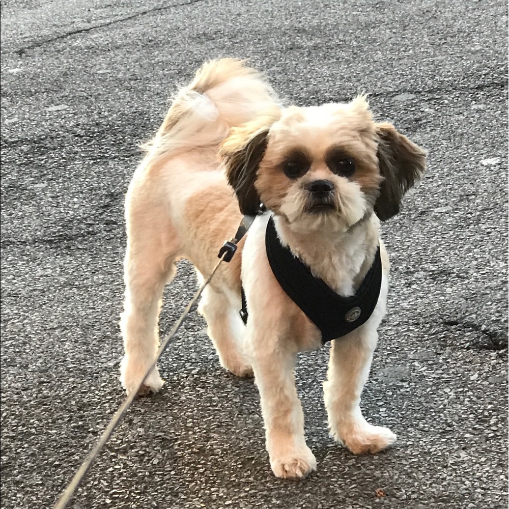 Meet your Posher, Brandon