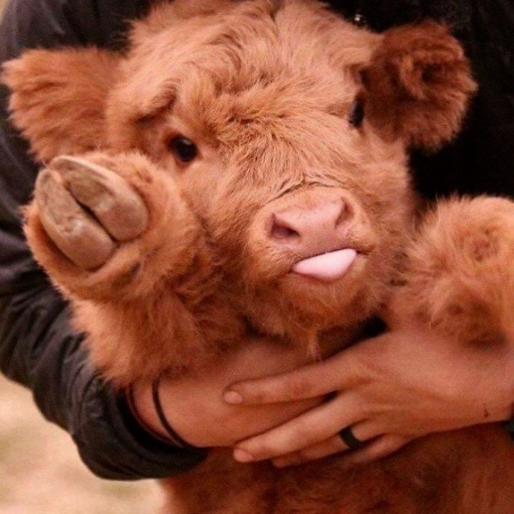 Meet your Posher, Patience