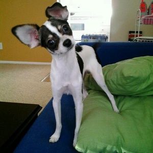 Meet your Posher, Jisu