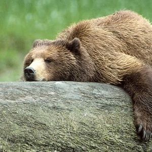 Meet your Posher, Wesley the