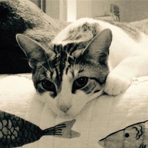 Meet your Posher, Stanlee