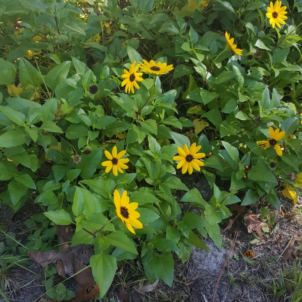 Meet your Posher, Kristy