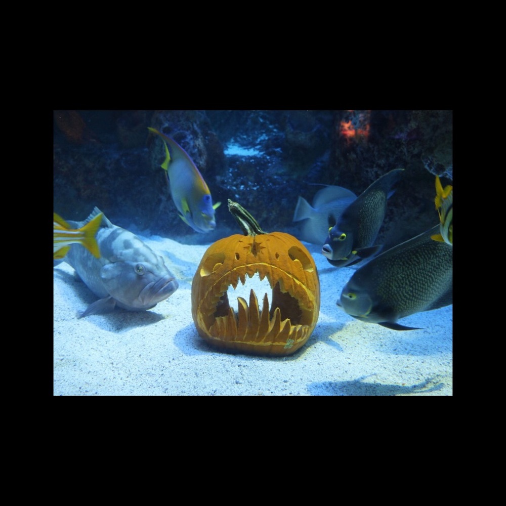 Meet your Posher, Sam