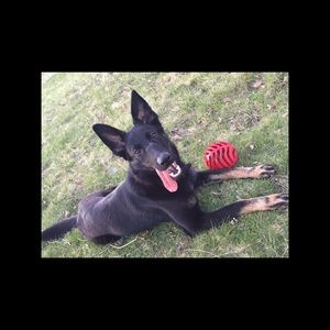 Meet your Posher, Cody