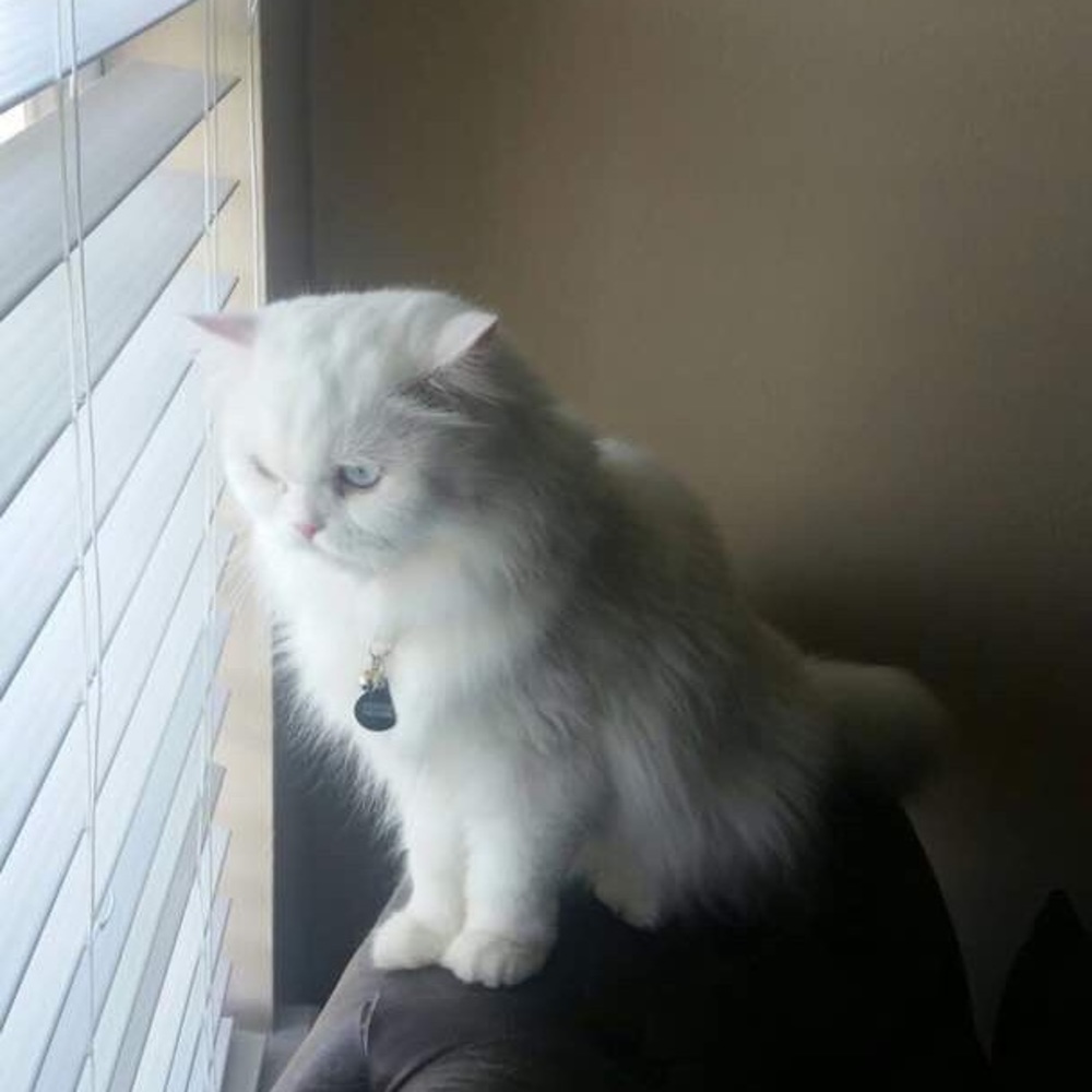 Meet your Posher, Melmine