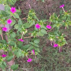 Meet your Posher, Amardeep