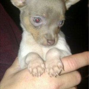 Meet your Posher, Diane