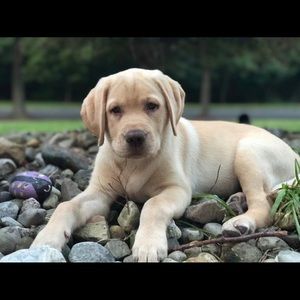 Meet your Posher, Lexie