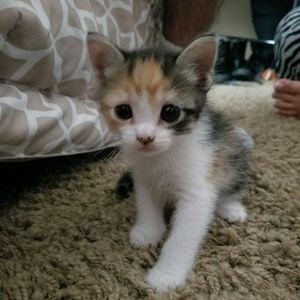 Meet your Posher, Samantha