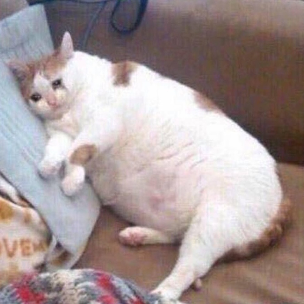 Meet your Posher, Anne