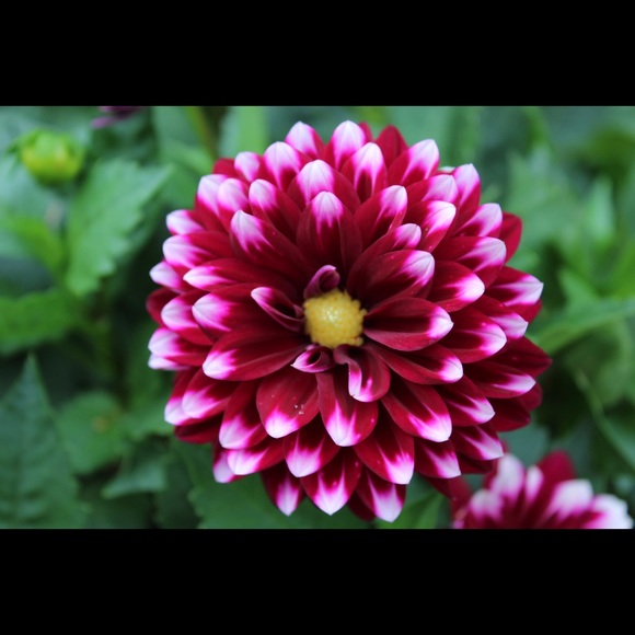 Meet your Posher, Rita - Picture 1 of 1