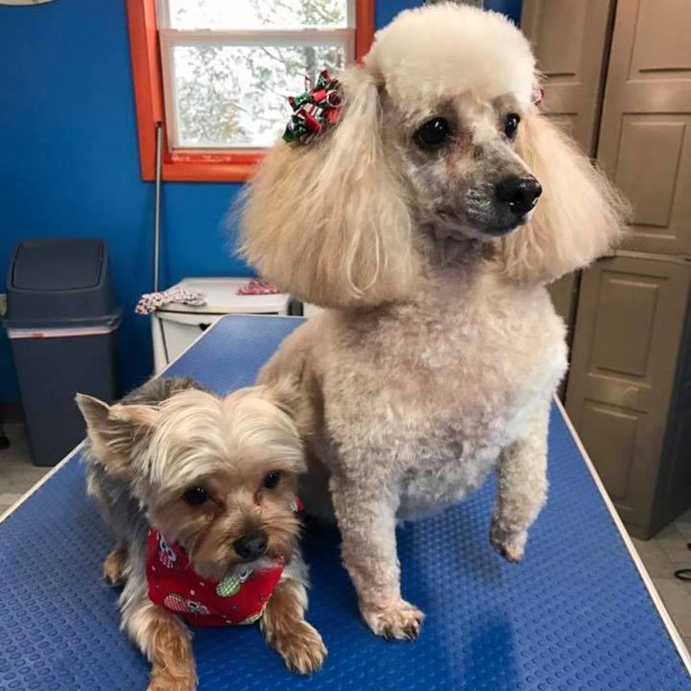 Meet your Posher, Tina