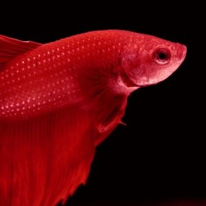 Meet your Posher, Bryan