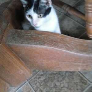 Meet your Posher, Bessie