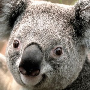 Meet your Posher, Brawley