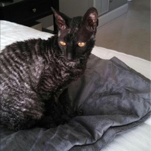 Meet your Posher, Alex