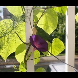 Meet your Posher, Sharon