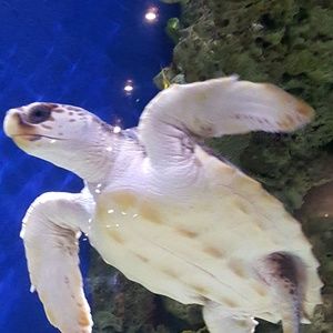 Meet your Posher, Brittney