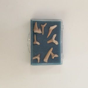 Shark Teeth