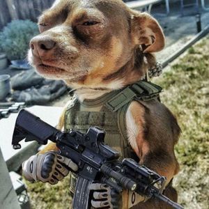 Meet your Posher, Elvis