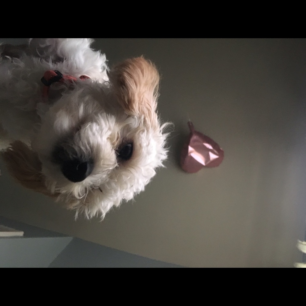 Meet your Posher, Jose