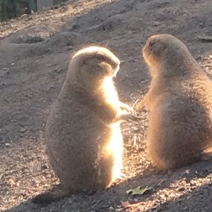 Meet your Posher, Jackie