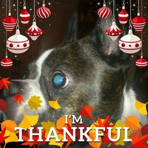 Meet your Posher, Carol