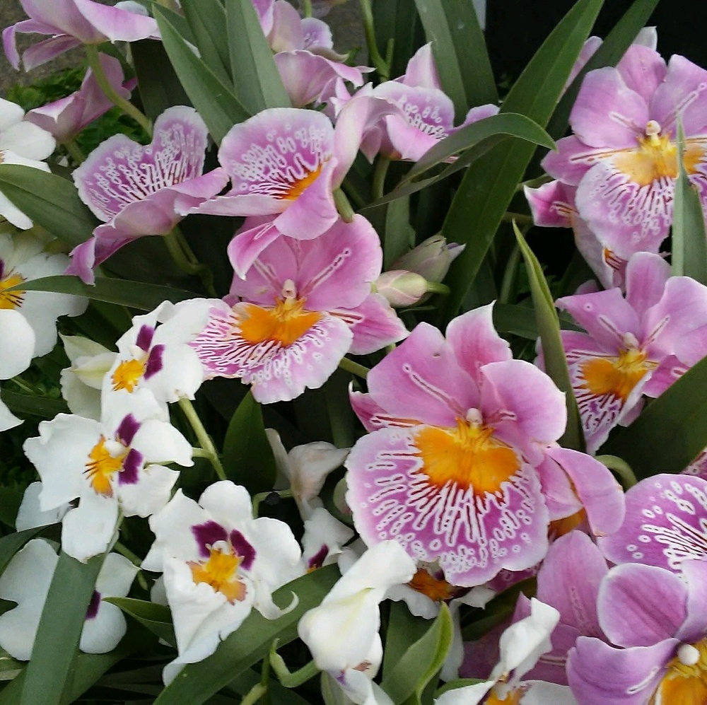 🍁🌹🌷💐OPEN TO OFFERS!🦋🌸🌼🌺