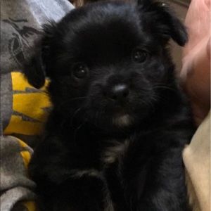 Meet your Posher, Dylan