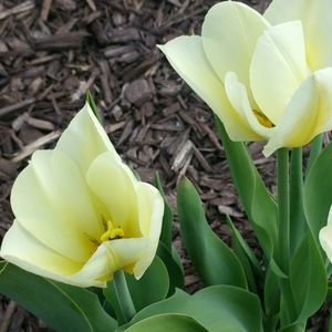 Meet your Posher, Tracey