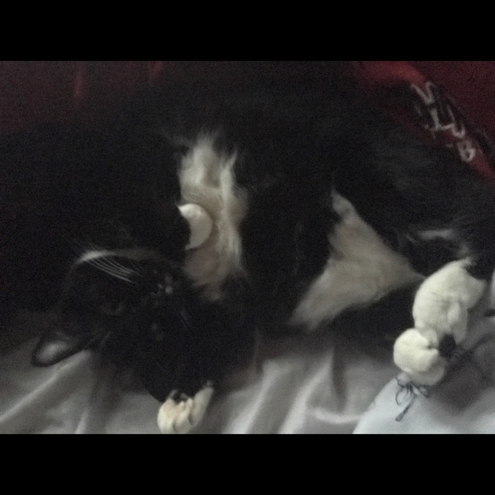 Meet your Posher, Shelby