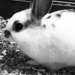 Meet your Posher, Maggie