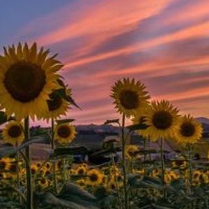 Meet your Posher, Viktoria