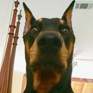 Meet your Posher, Katrina