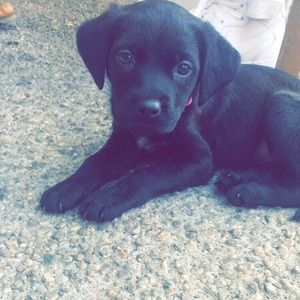Meet your Posher, Charlotte