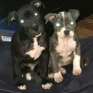 Meet your Posher, Ezell