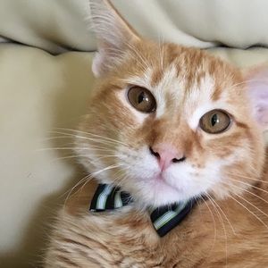 Meet your Posher, Almasa