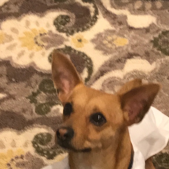 Meet your Posher, Robert - Picture 1 of 1