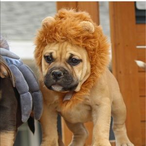 Meet your Posher, Sam