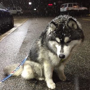 Meet your Posher, Yessenia