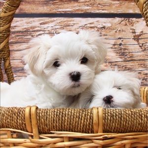 Meet your Posher, Ana