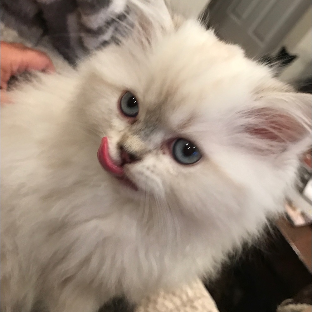 Meet your Posher, Fatana